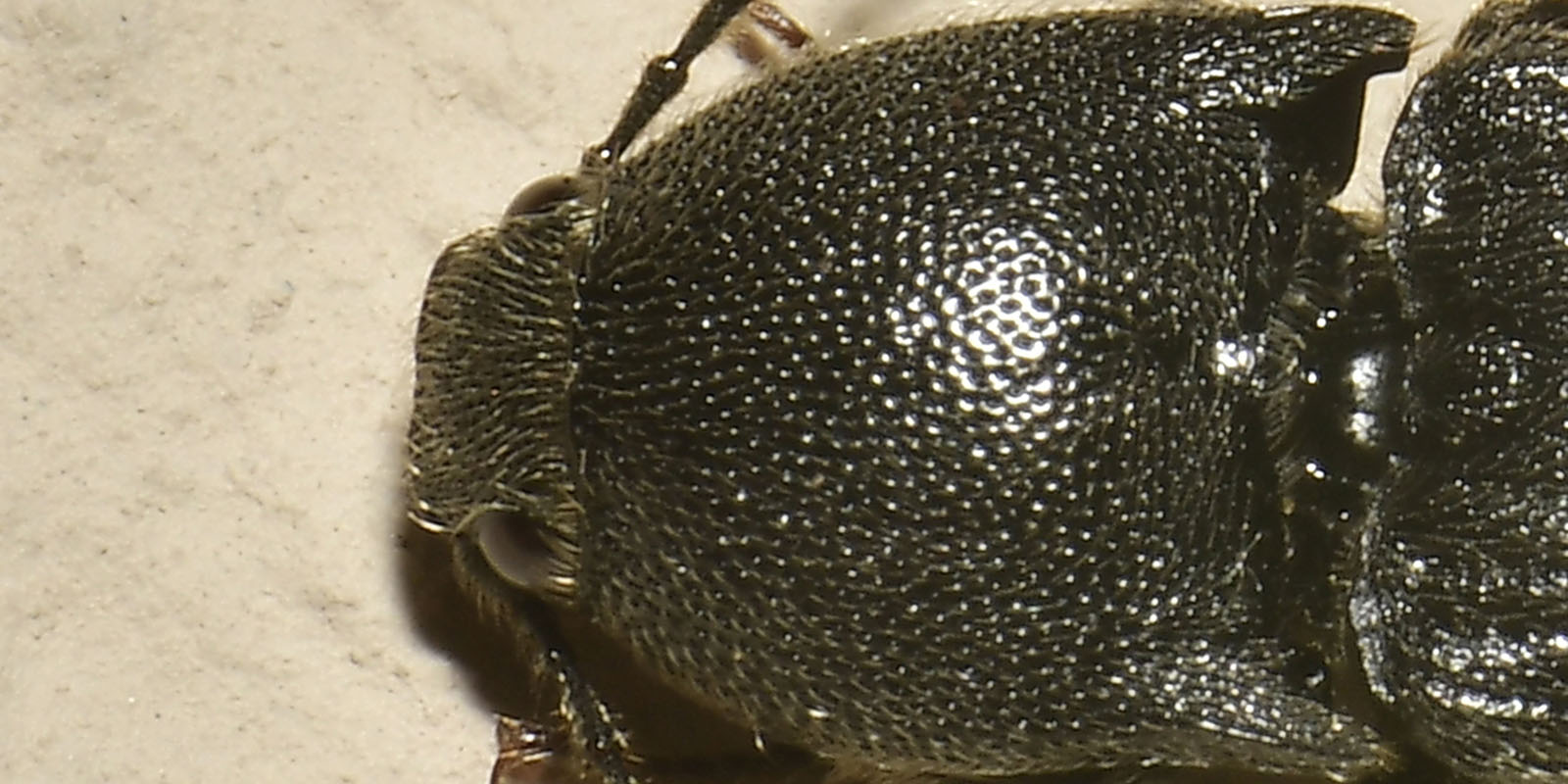 Elateridae: Melanotus sp?